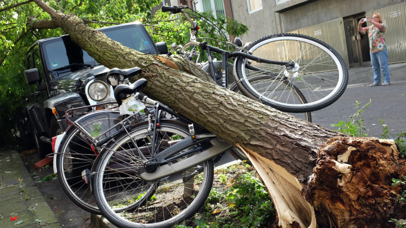 Unwetterschäden: Welche Versicherung zahlt was? Baum auf Auto und Fahrräder gestürzt