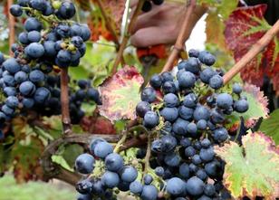 Das Weingut Schloß Rattey im Osten der Mecklenburgischen Seenplatte erwarte... weiterlesen
