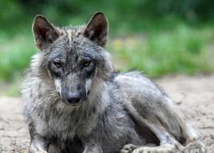 Ein gutes Dutzend Freiwilliger lässt sich in Thüringen derzeit zu Gutachter... weiterlesen