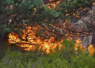Trockenheit und warme Temperaturen erhöhen die Waldbrandgefahr in einige Re... weiterlesen