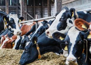 Das Futter für Kühe und andere Tiere wird wegen der Dauerdürre knapp und da... weiterlesen