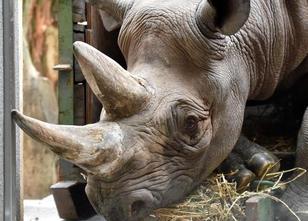 Leipzig/Dresden - Selbst den in Afrika beheimateten Tierarten ist es dieser... weiterlesen