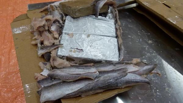 Niederländische Polizei findet mehr als eine Tonne Kokain in Fischlieferung Zuvor hatten die Ermittler einen Tipp bekommen