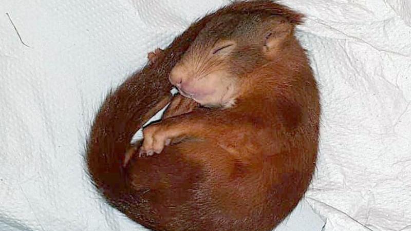 Karlsruhe: Baby-Eichhörnchen verfolgt Mann und löst Polizeieinsatz aus Schlafendes Eichhörnchen «Karl-Friedrich»