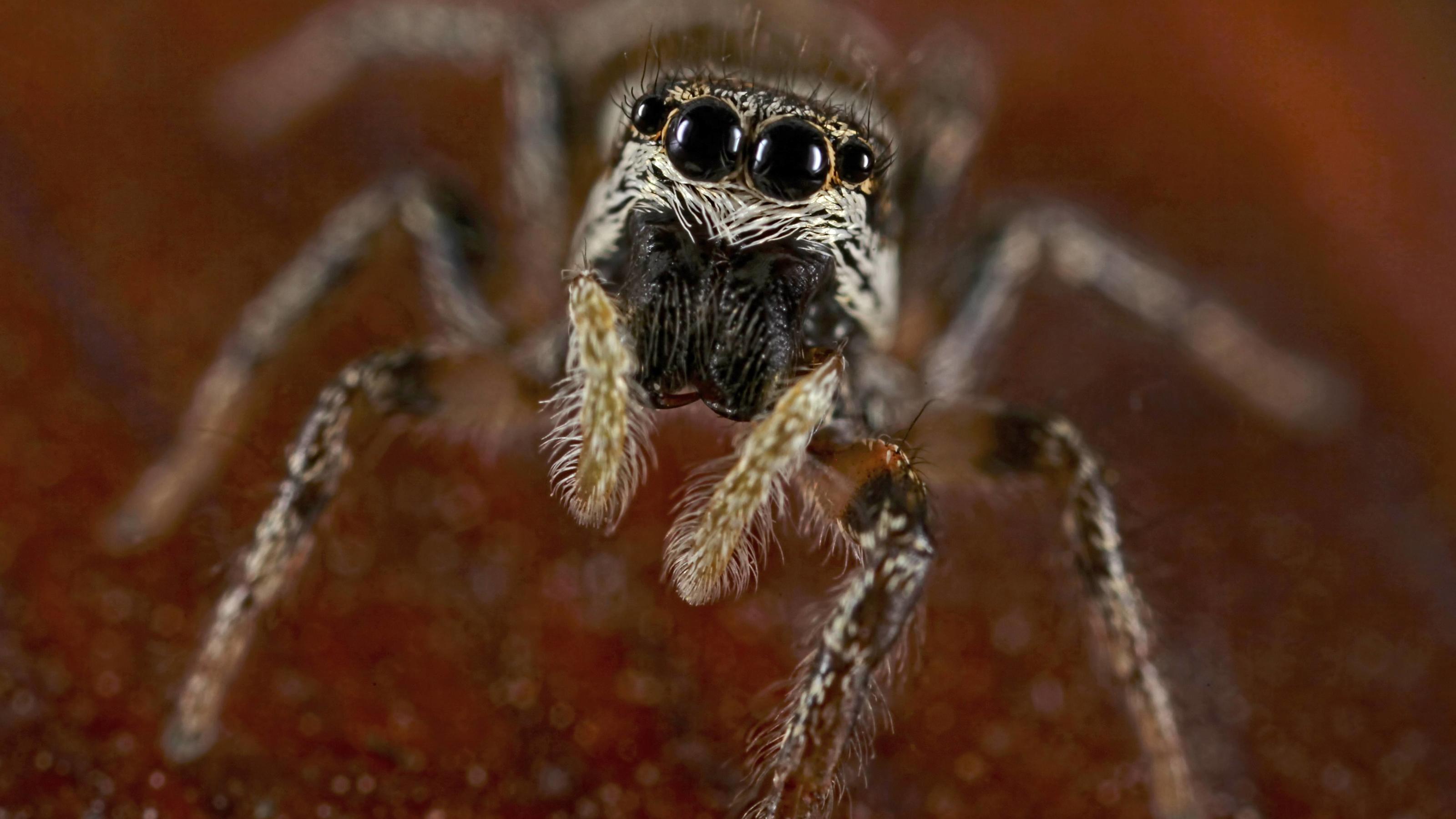 Seltene springende Spinnen in Großbritannien entdeckt Springende Spinne Salticidae