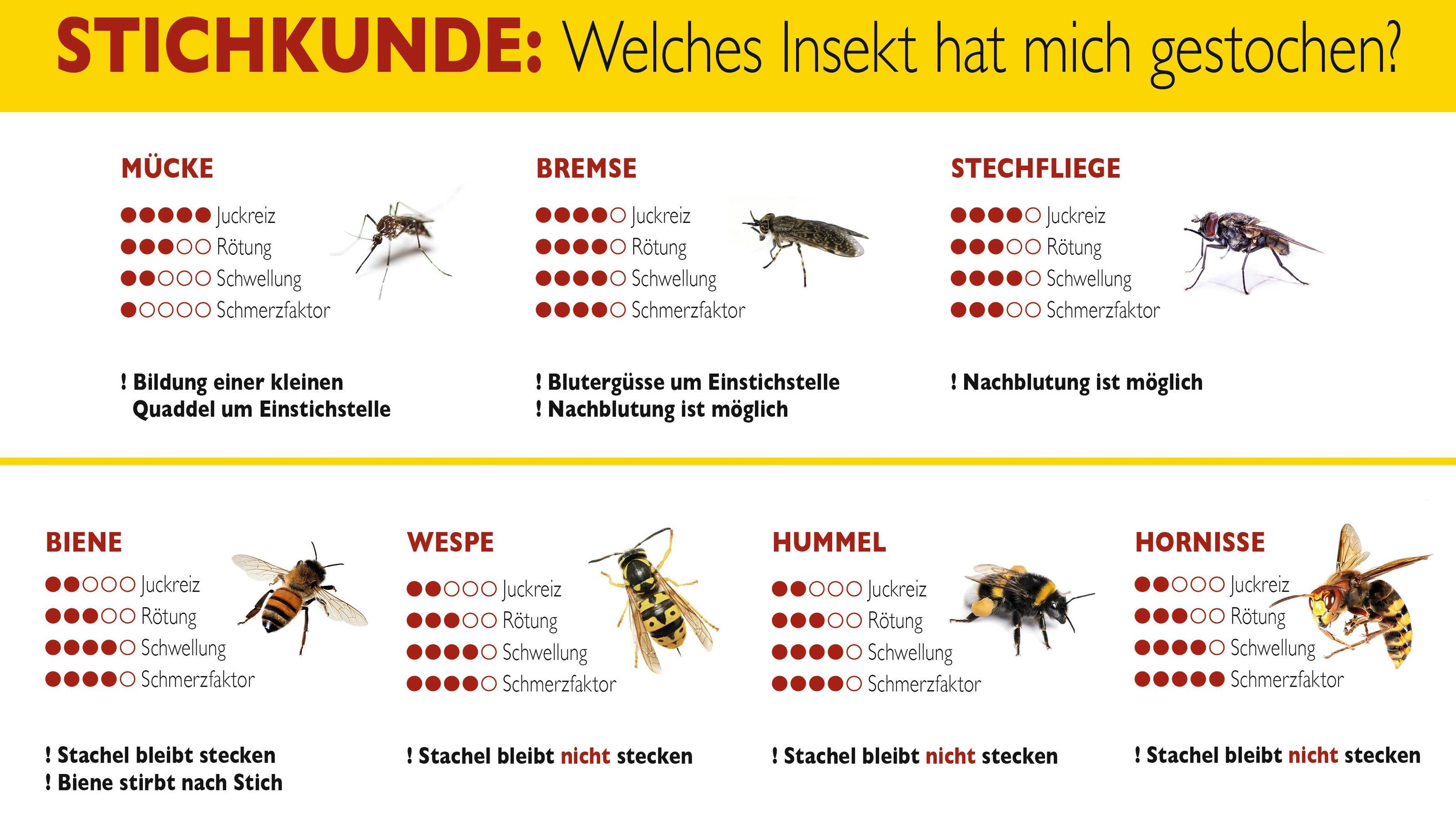 Hornissen attackieren Rentnergruppe in Schnakenbek: Acht Verletzte Stichkunde Insekten