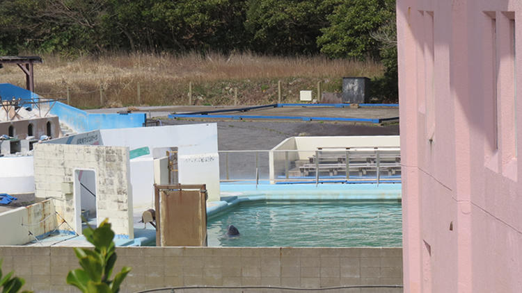 Japan: Delfin und 46 Pinguine verwahrlosen in pleitegegangenem Zoo Delfin Honey vegetiert in winzigem Becken vor sich hin