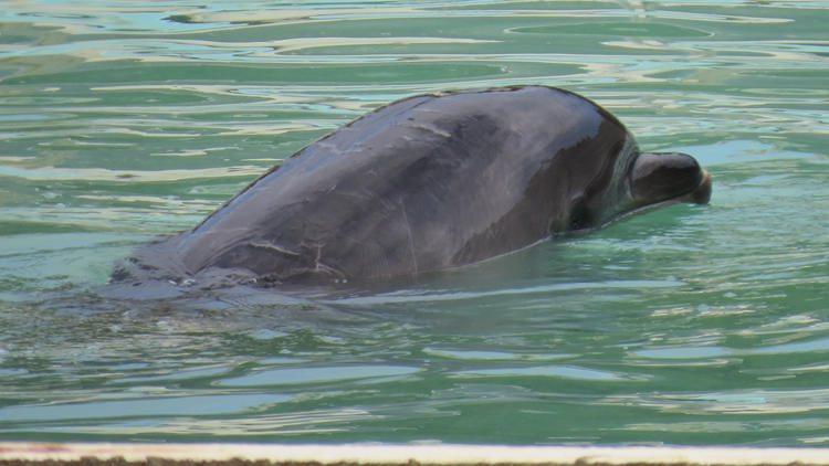 Japan: Delfin und 46 Pinguine verwahrlosen in pleitegegangenem Zoo Unter #SaveHoney wird neues Zuhause für Delfin Honey gesucht