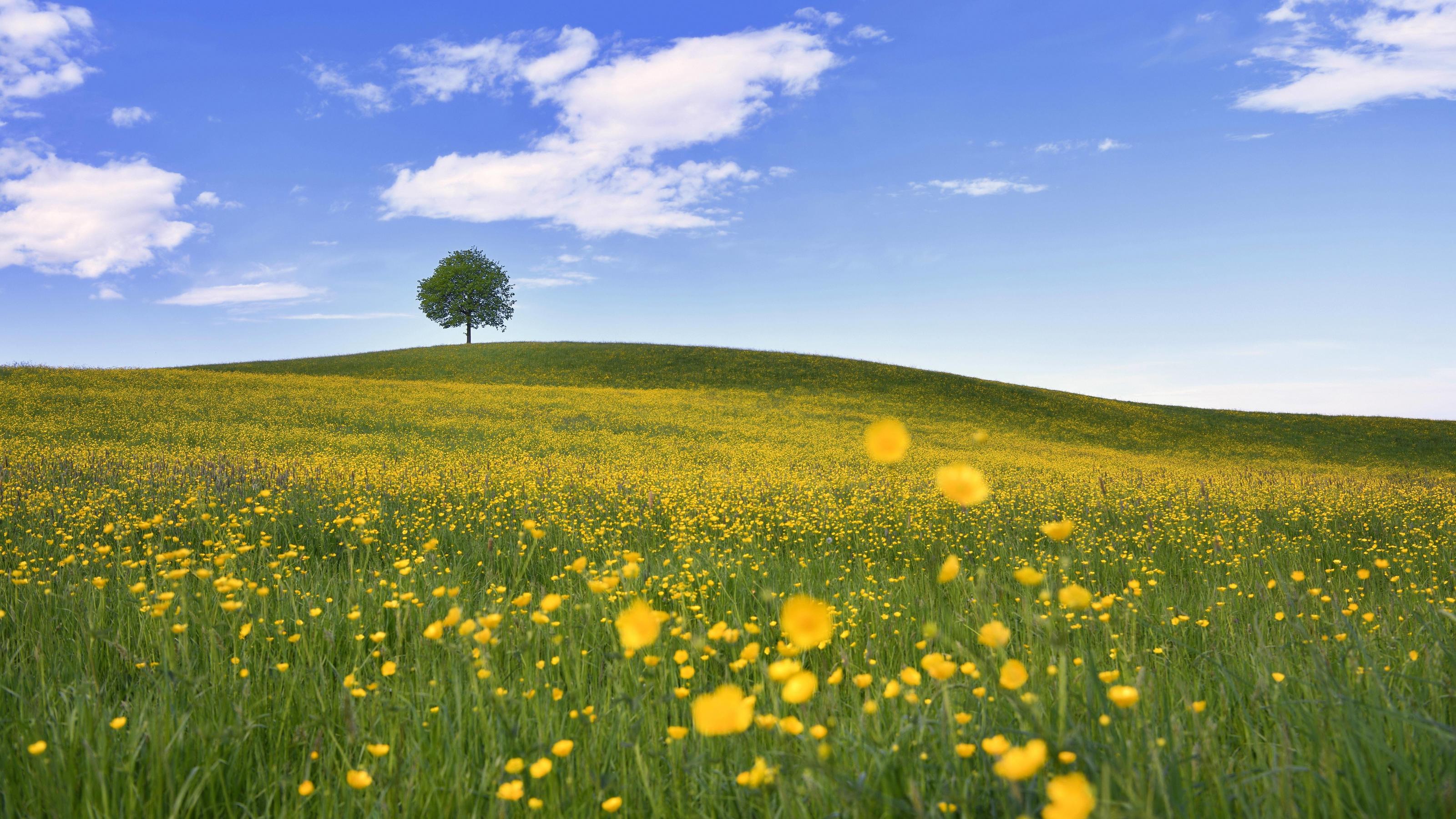Wissenswertes zum Oktoberfest: Mit diesen Infos seid Ihr perfekt auf die Wiesn vorbereitet Solitärbaum, Linde (Tilia), auf Hügel, davor blühendes Feld vom Hahnenfuss (Ranunculus sp.), Neuheim, Kanton Zug, Schweiz, Europa *** Solitary tree Linde Tilia on hill in front of blooming field of buttercup Ranunculus sp Neuheim Canton Zug Switzerla