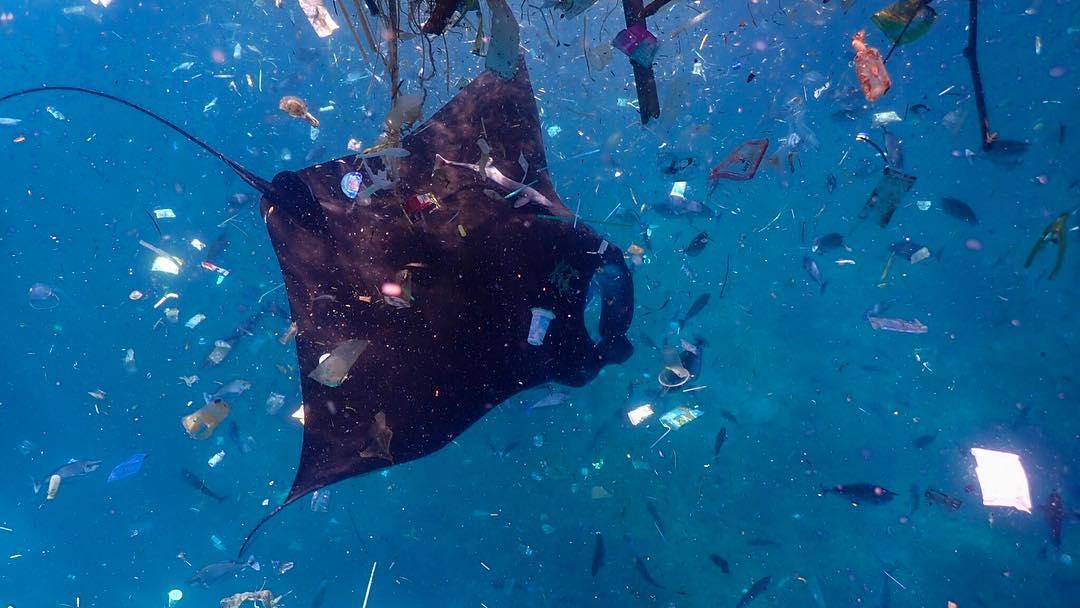 Mantarochen schwimmt durch ein Meer aus Plastik Rochen schwimmt durch Müllmenge im Wasser
