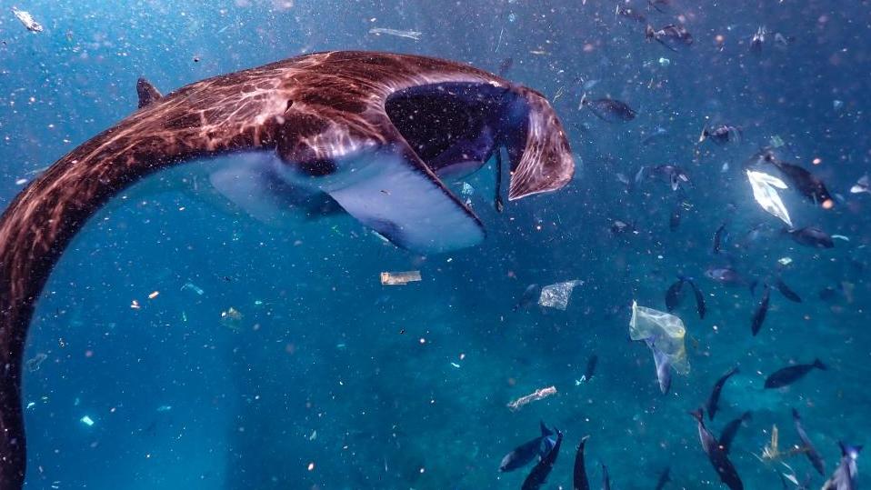 Mantarochen schwimmt durch ein Meer aus Plastik Der Rochen sucht zwischen dem Müll nach Nahrung.