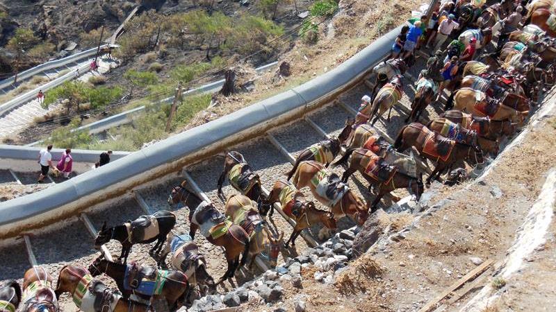 Santorin: Griechenland verbietet übergewichtigen Touristen das Eselreiten Viele Esel auf Santorin-Treppen