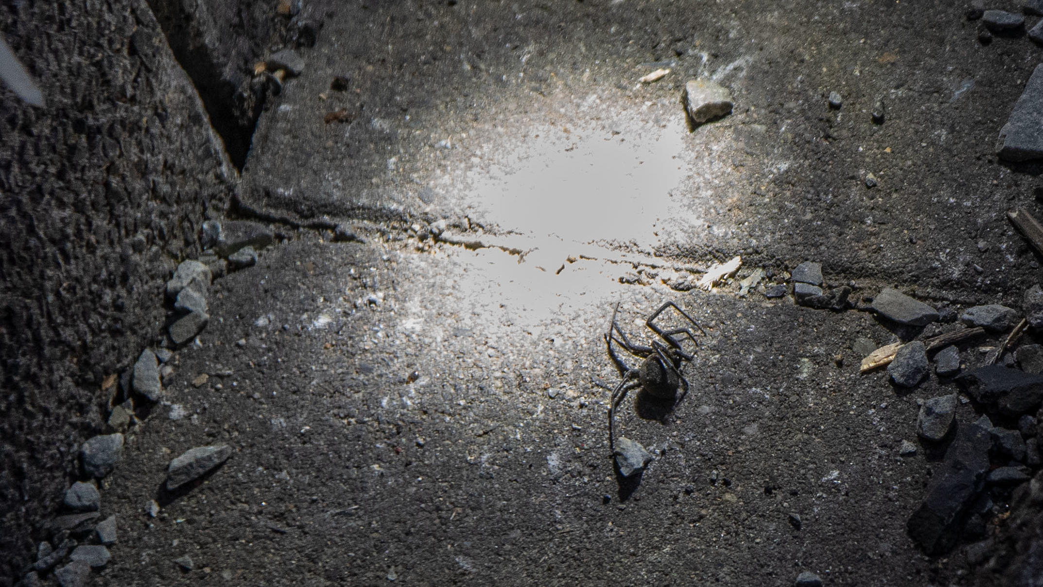 Spinnenalarm im Sauerland: Ist das hier eine giftige Schwarze Witwe? Spinnenalarm im Sauerland Schwarze Witwe