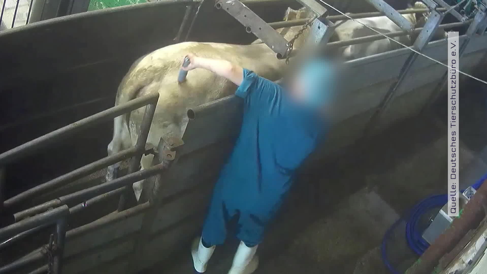 Tierquälerei in Oldenburger Rinderschlachthof: Supermärkte beenden Zusammenarbeit Tierquälerei in Oldenburger Rinderschlachthof: Supermärkte beenden Zusammenarbeit