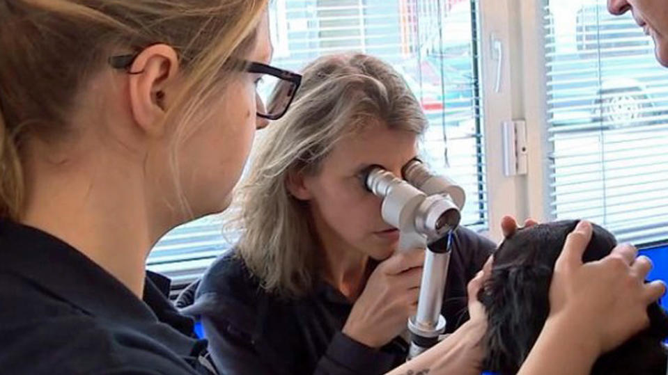 Braucht Ihr Hund eine Brille? An diesen Anzeichen erkennen Sie, dass Ihr Vierbeiner schlecht sieht Gonzo