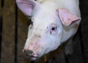 Agrarbetriebe und private Tierhalter in Thüringen erzeugen weniger Fleisch.... weiterlesen