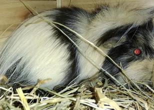 Ein ausgesetztes Meerschweinchen hat in Südhessen zahlreiche besorgte Tierf... weiterlesen