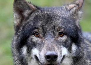 Ein Wolf ist in Wiesenau (Landkreis Oder-Spree) von einem Auto angefahren u... weiterlesen