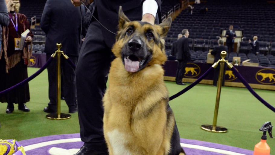 Kennel Club Dog Show Rumor Kennel Club Dog Show Rumor