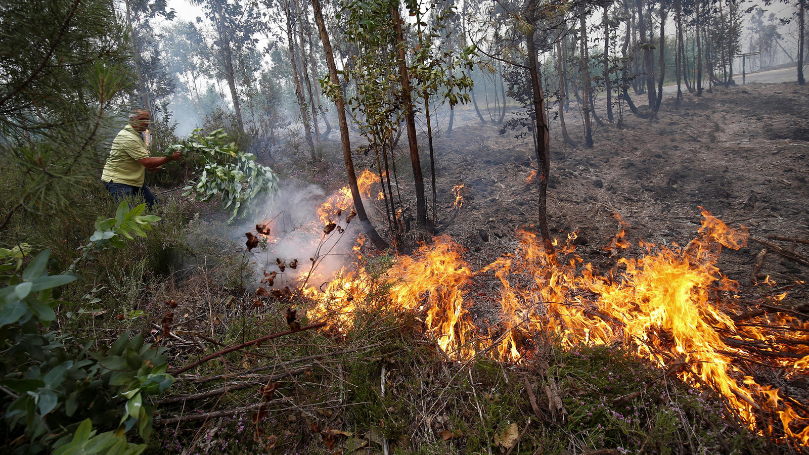Mehr als 60 Tote nach Waldbrand in Portugal: Flammen fressen sich weiter vorwärts A man uses a branch with leaves to try to put out flames from a forest fire near Gois, Portugal, June 19, 2017. REUTERS/Rafael Marchante