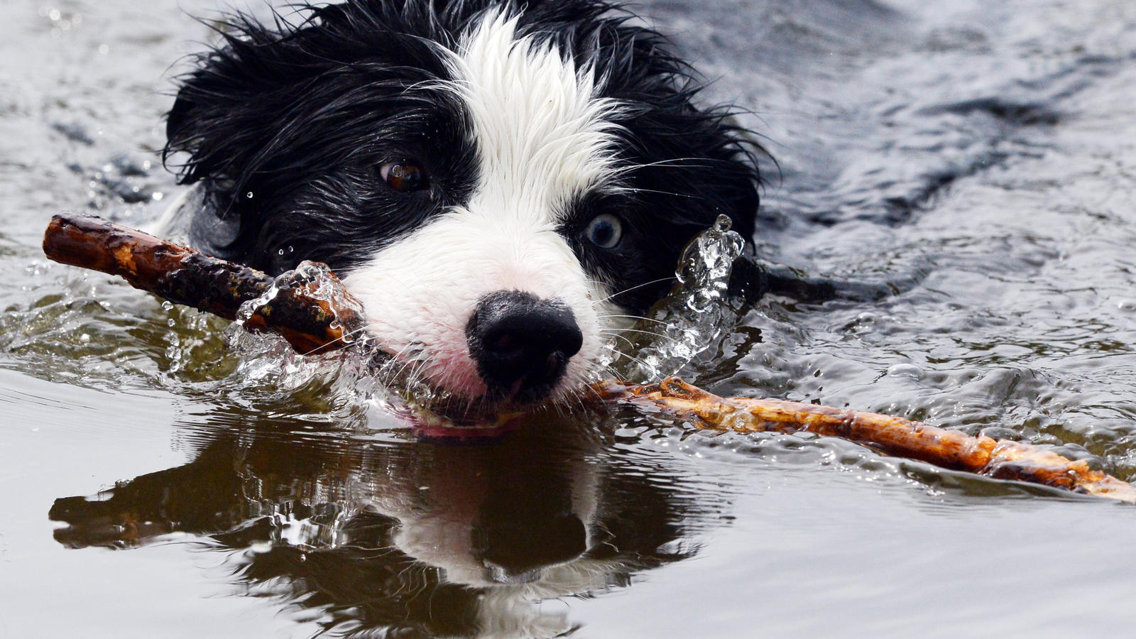 Wegen der Vorschriften: Mann rettet Hund aus Teich und bekommt Anzeige Hund schwimmt in Bredereiche in der Havel mit seinem Stock im Maul. Foto: Maurizio Gambarini/dpa +++(c) dpa - Bildfunk+++