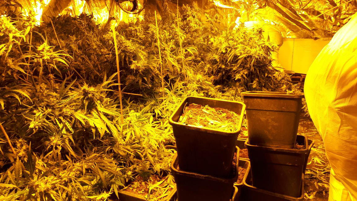 'Horrorhaus' von Höxter als Cannabis-Plantage missbraucht – Polizei verhaftet zwölf Menschen Cannabis-Pflanzen im 'Horrorhaus' in Höxter
