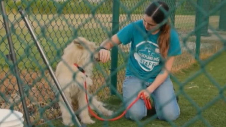 50 Hunde aus Hundefleischfarm in Südkorea gerettet 50 Hunde aus Hundefleischfarm in Südkorea gerettet