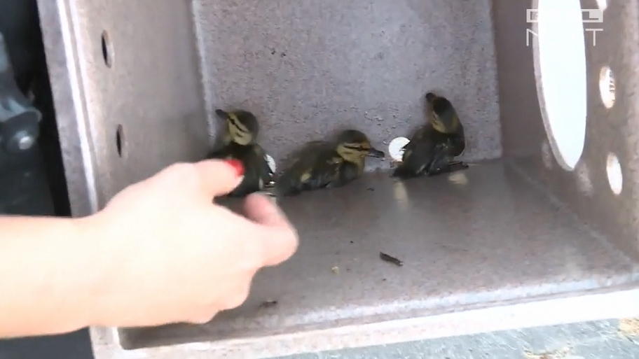 Enten-Mama kriegt ihre Küken zurück Enten-Mama kriegt ihre Küken zurück
