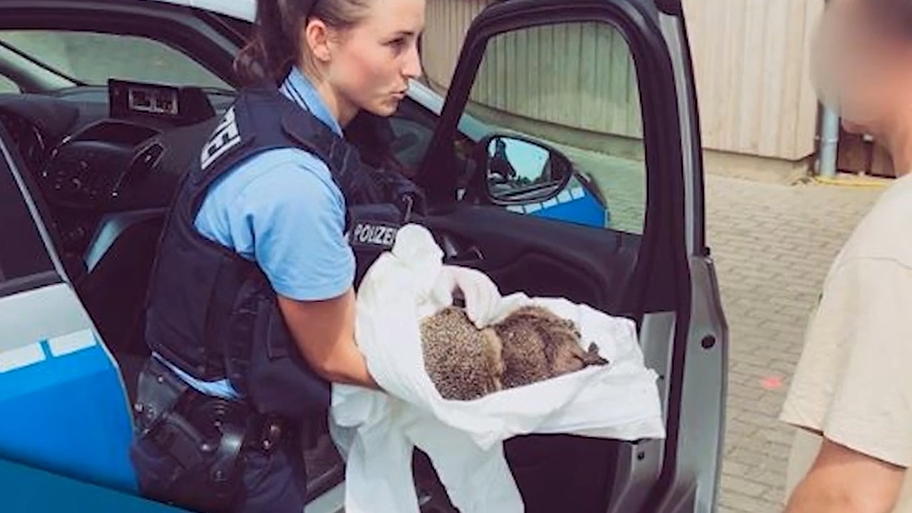Betrunkene Igel schlafen ihren Rausch aus Betrunkene Igel schlafen ihren Rausch aus