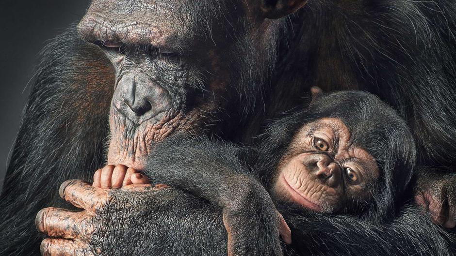 Diese Tiere sterben aus, wenn wir uns nicht kümmern! Diese Tiere sterben aus, wenn wir uns nicht kümmern!