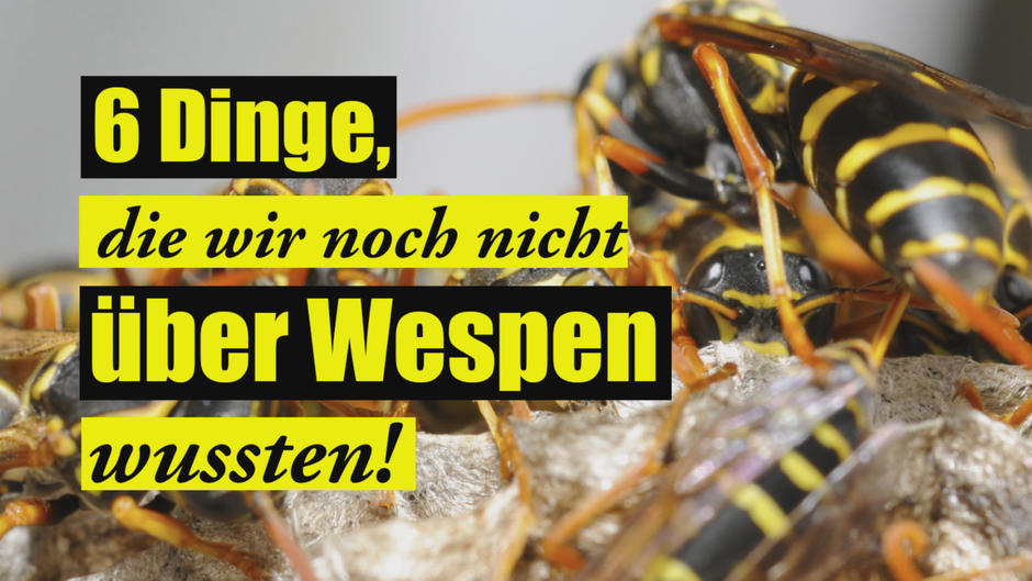 6 Dinge, die wir noch nicht über Wespen wussten 6 Dinge, die wir noch nicht über Wespen wussten