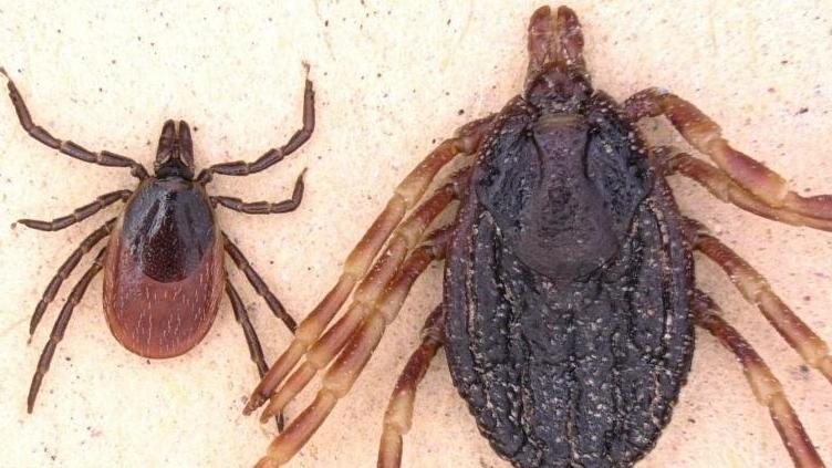 Hyalomma-Zecken übertragen Krankheiten Hyalomma-Zecken übertragen Krankheiten