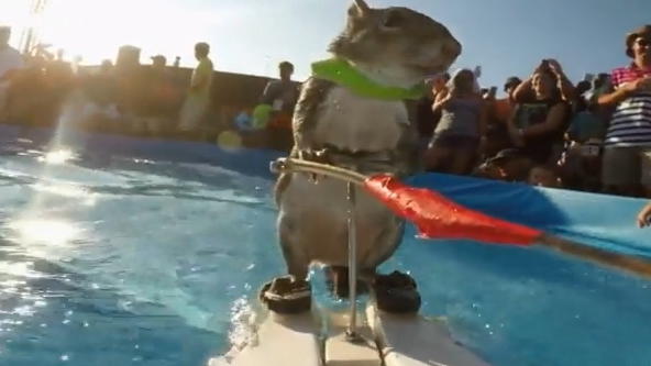 Wasserski-Eichhörnchen Wasserski-Eichhörnchen