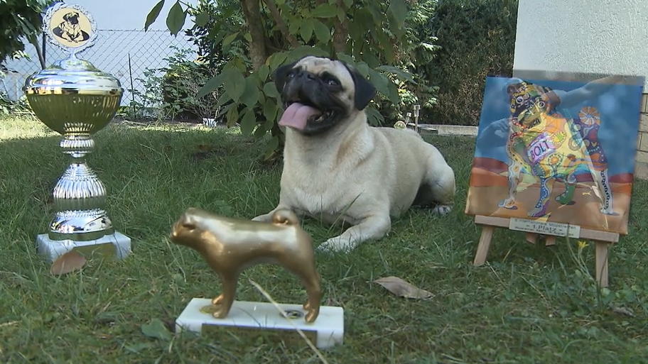 Schnellster Mops der Welt Schnellster Mops der Welt