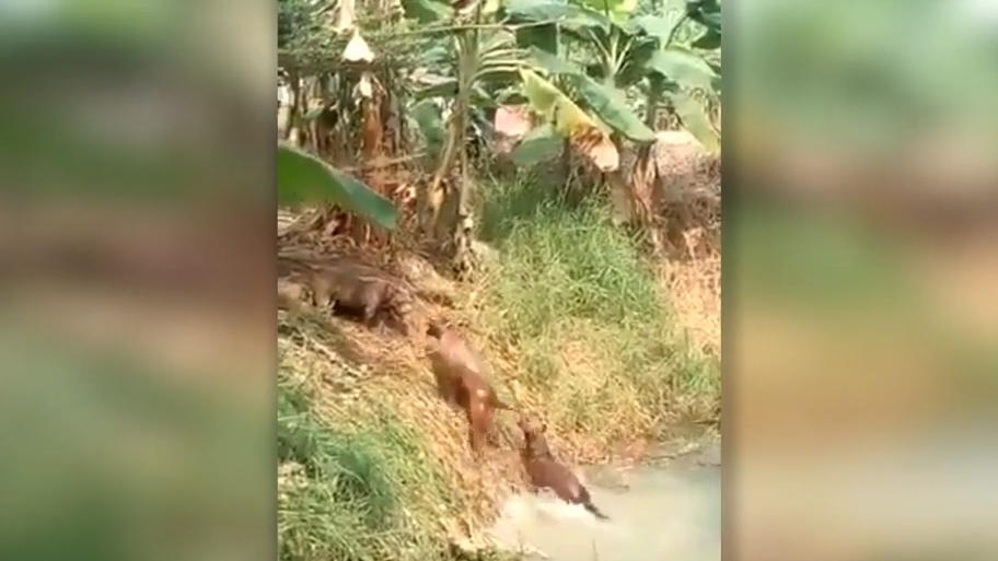 Hunde springen vergnügt in Tümpel Hunde springen vergnügt in Tümpel