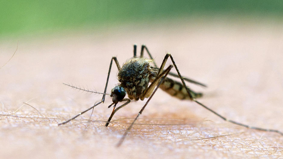 Gefährliches West-Nil-Virus erreicht Deutschland Gefährliches West-Nil-Virus erreicht Deutschland