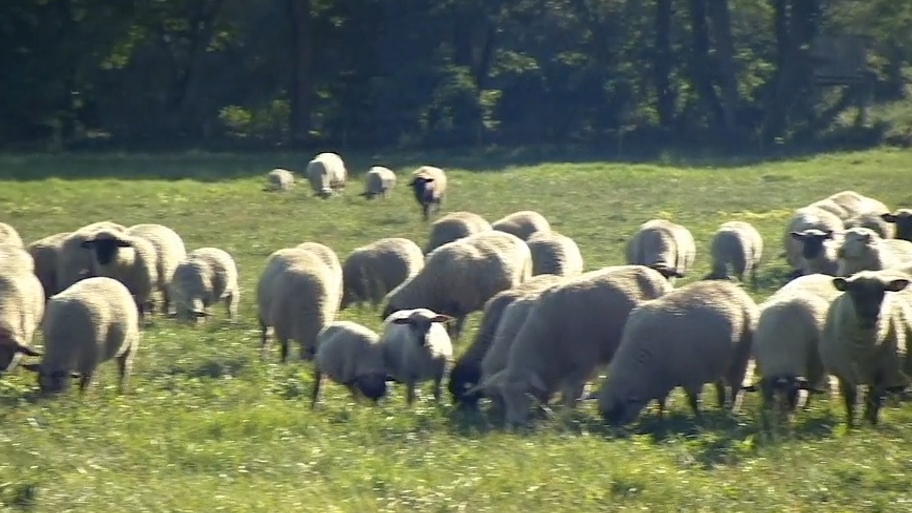 150 Schafe gestohlen: Dreiste Viehdiebe unterwegs 150 Schafe gestohlen: Dreiste Viehdiebe unterwegs
