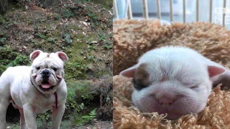Diese Familie hat ihren verstorbenen Hund klonen lassen Diese Familie hat ihren verstorbenen Hund klonen lassen