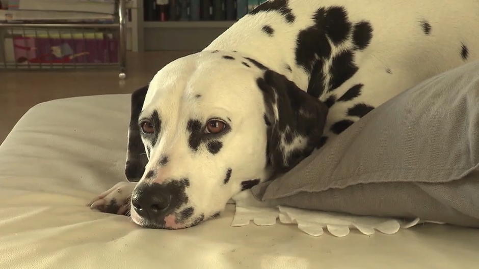 Handys machen Hunde depressiv Handys machen Hunde depressiv
