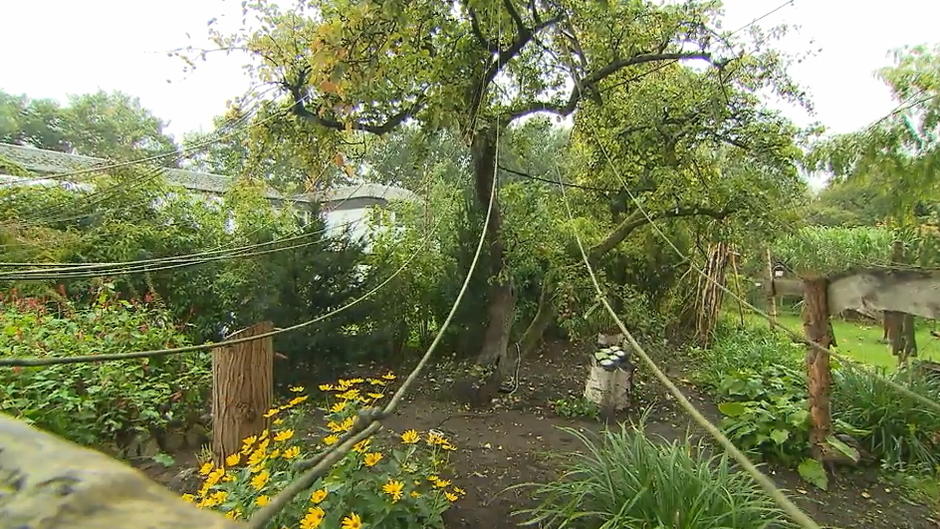 Dieser Apfelbaum trägt über 100 Sorten Dieser Apfelbaum trägt über 100 Sorten