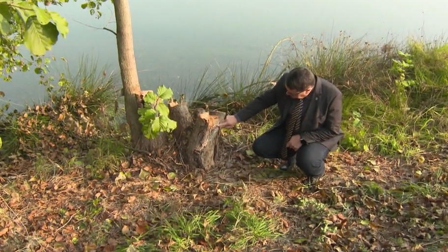 Baumsäger treibt Unwwesen am Murmer See Baumsäger treibt Unwwesen am Murmer See