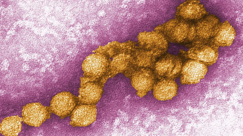 Gefährliches West-Nil-Virus erreicht Deutschland Gefährliches West-Nil-Virus erreicht Deutschland