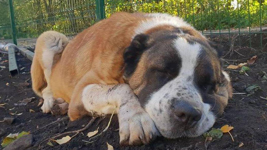 Hund stirbt wegen Feuerwerk Hund stirbt wegen Feuerwerk