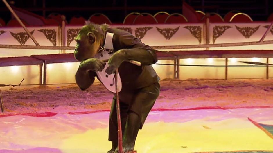 Affe Robby darf im Zirkus bleiben Affe Robby darf im Zirkus bleiben