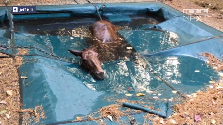 Pferd wird aus Pool nach den Bränden gerettet Pferd wird aus Pool nach den Bränden gerettet