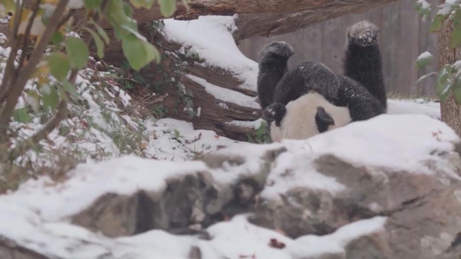 Pandabär schlägt Purzelbäume im Schnee Pandabär schlägt Purzelbäume im Schnee