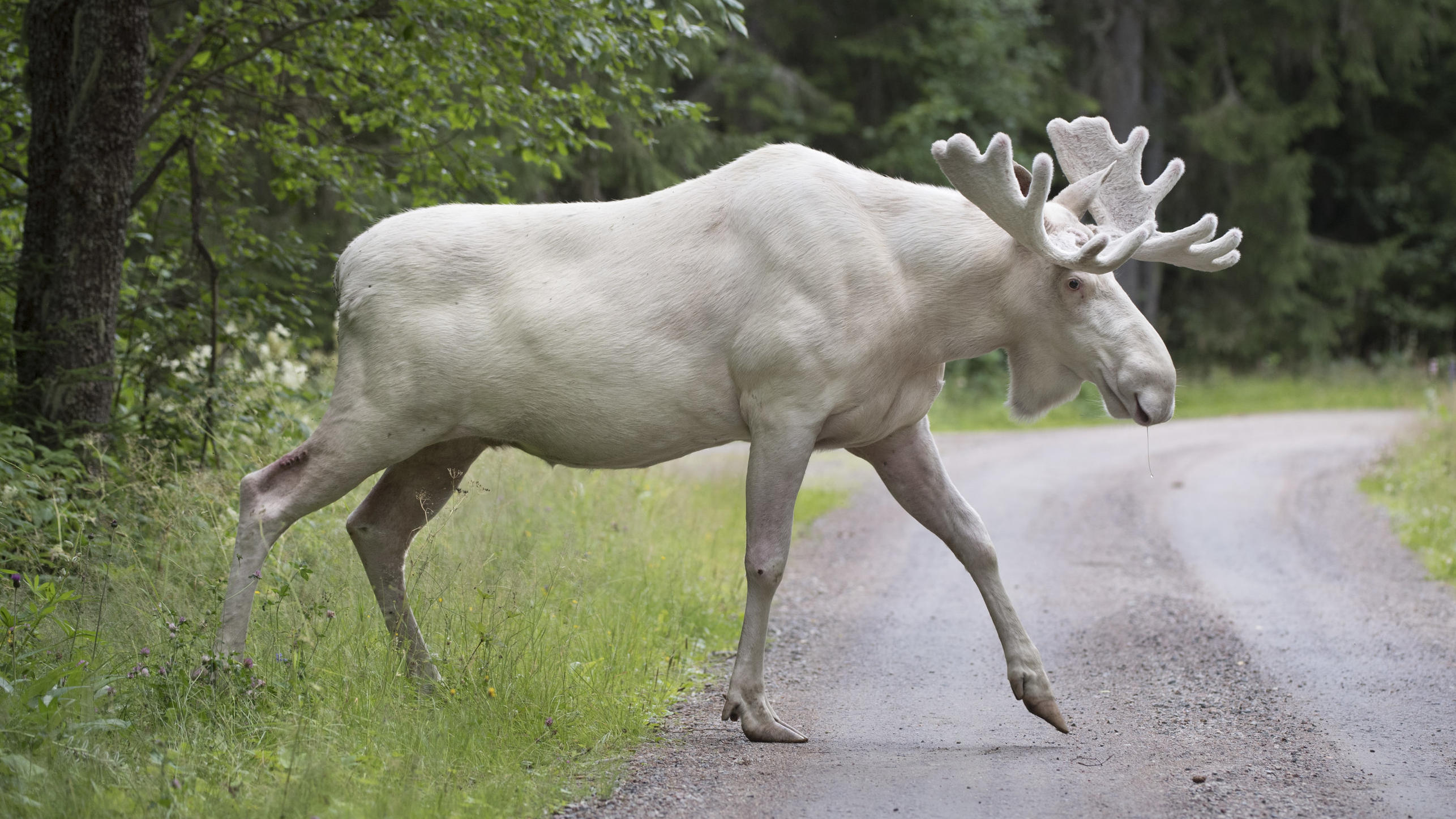 50-000-schweden-kaempften-fuer-ihn-der-weisse-elch-darf-weiterleben.jpg