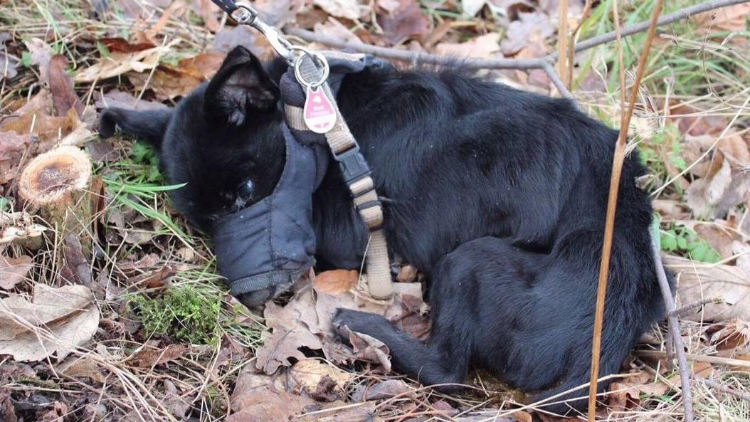 Ausgesetzter Hund starb mit zugeklebtem Maul: Zwei Tatverdächtige Ausgesetzt, Maul zugeklebt: Hund verendet grausam in Neubrandenburg.